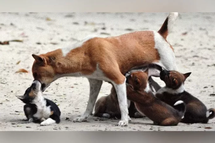 Dog-_ED