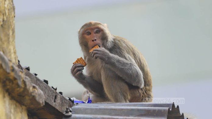 monkey-gandaria-141224-044-1734183044